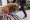Puppy_IMG_9426