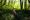 Wooded Areas Prone to Tick Population